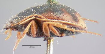 Media type: image;   Entomology 128 Aspect: habitus lateral view